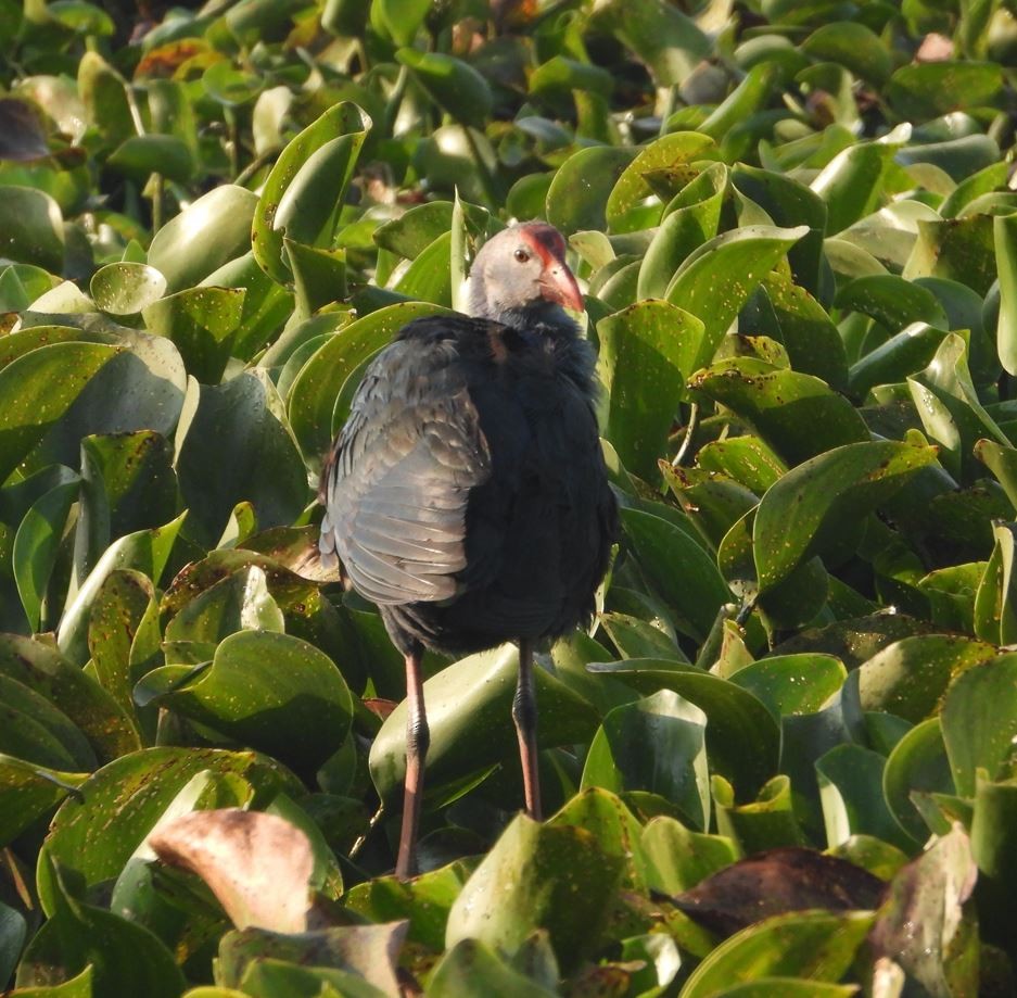 灰頭紫水雞 - ML646100345