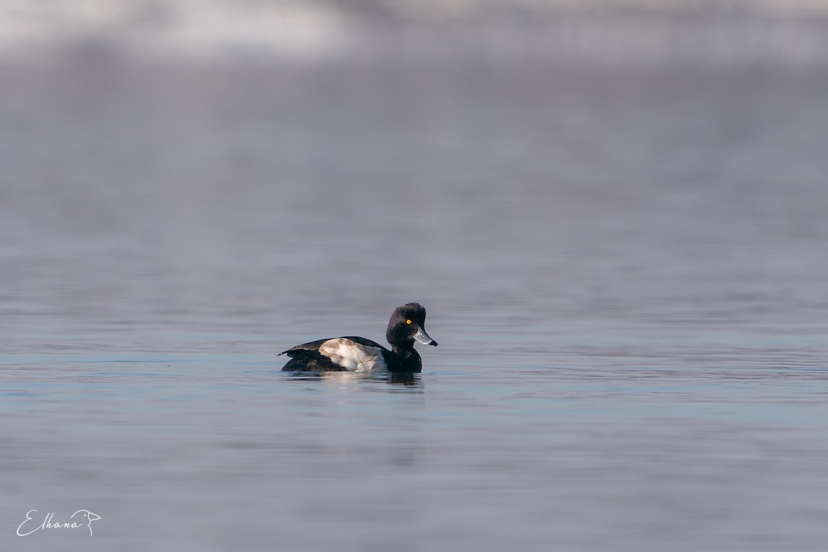 鳳頭潛鴨 - ML646100346