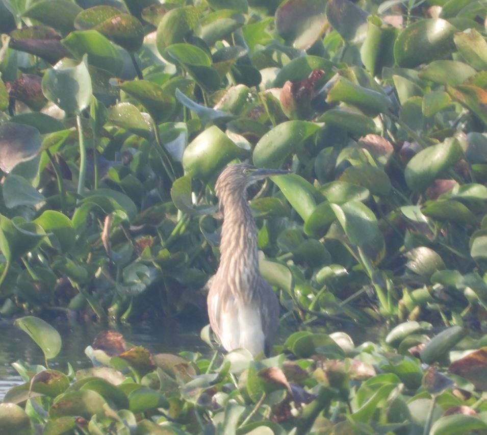 印度池鷺 - ML646100348