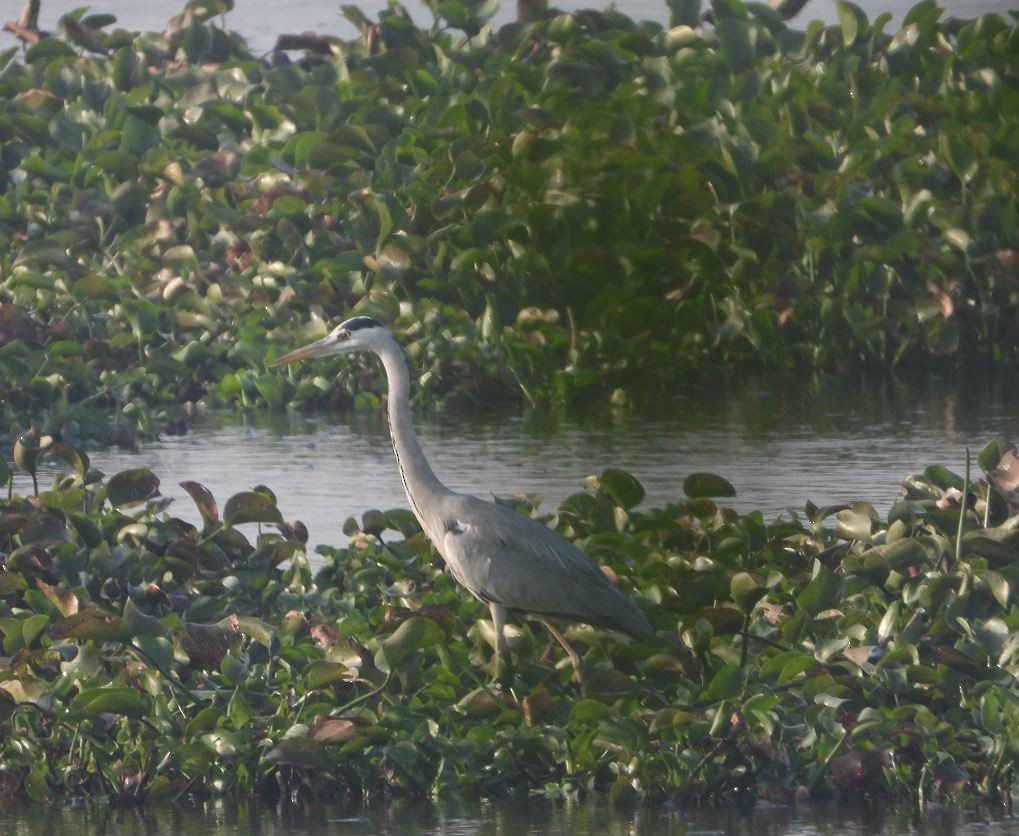 蒼鷺 - ML646100349