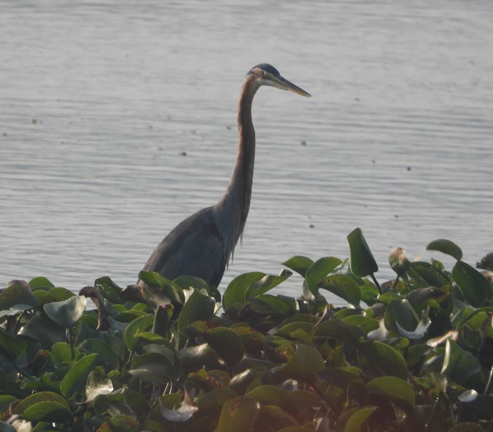 紫鷺 - ML646100350