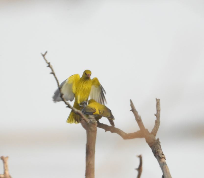 Loriot indien - ML646100352