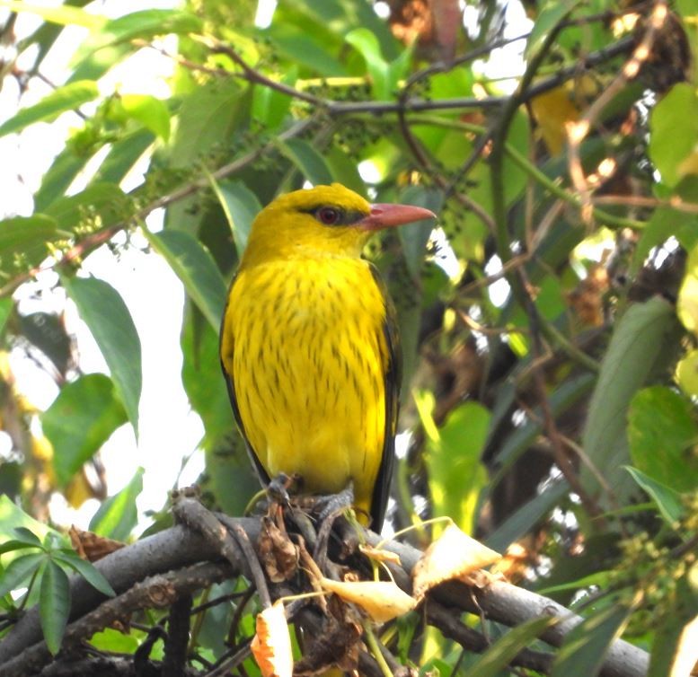 Loriot indien - ML646100353