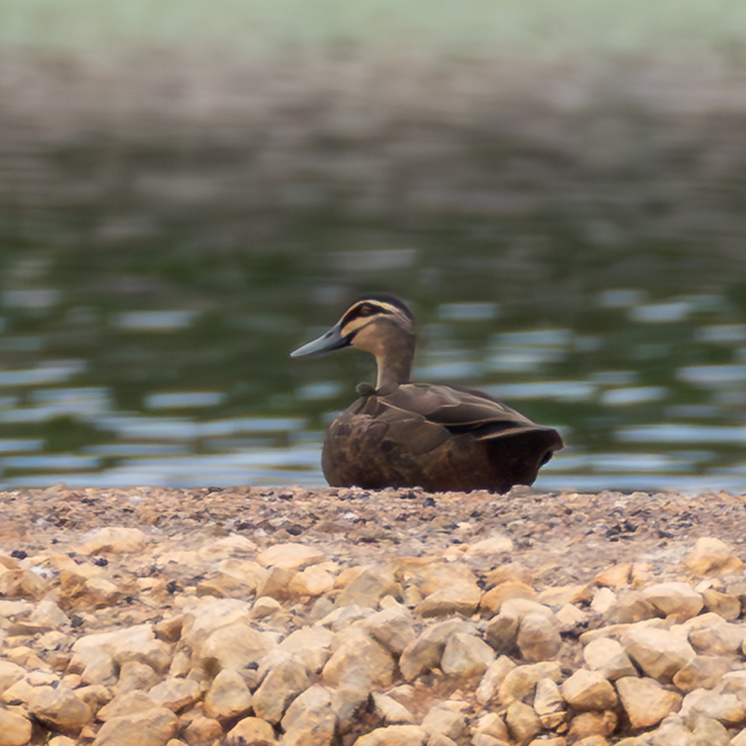 Pacific Black Duck - ML646100371