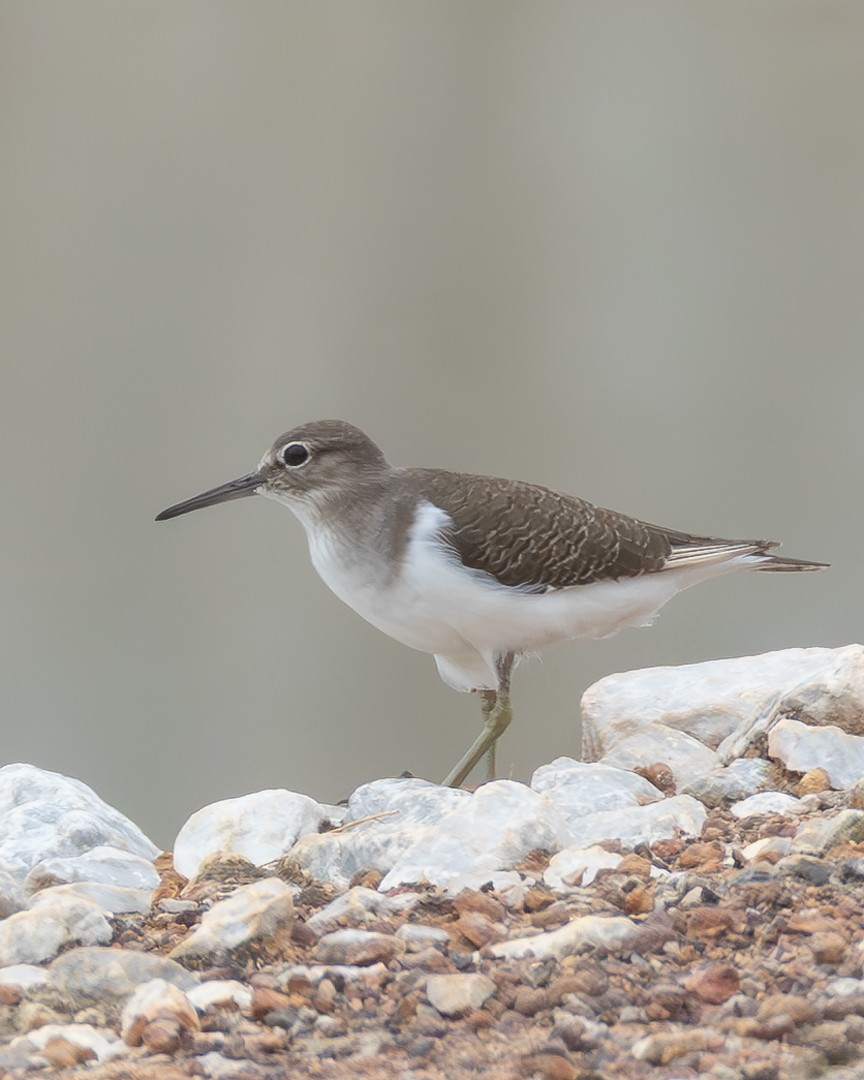 Common Sandpiper - ML646100378