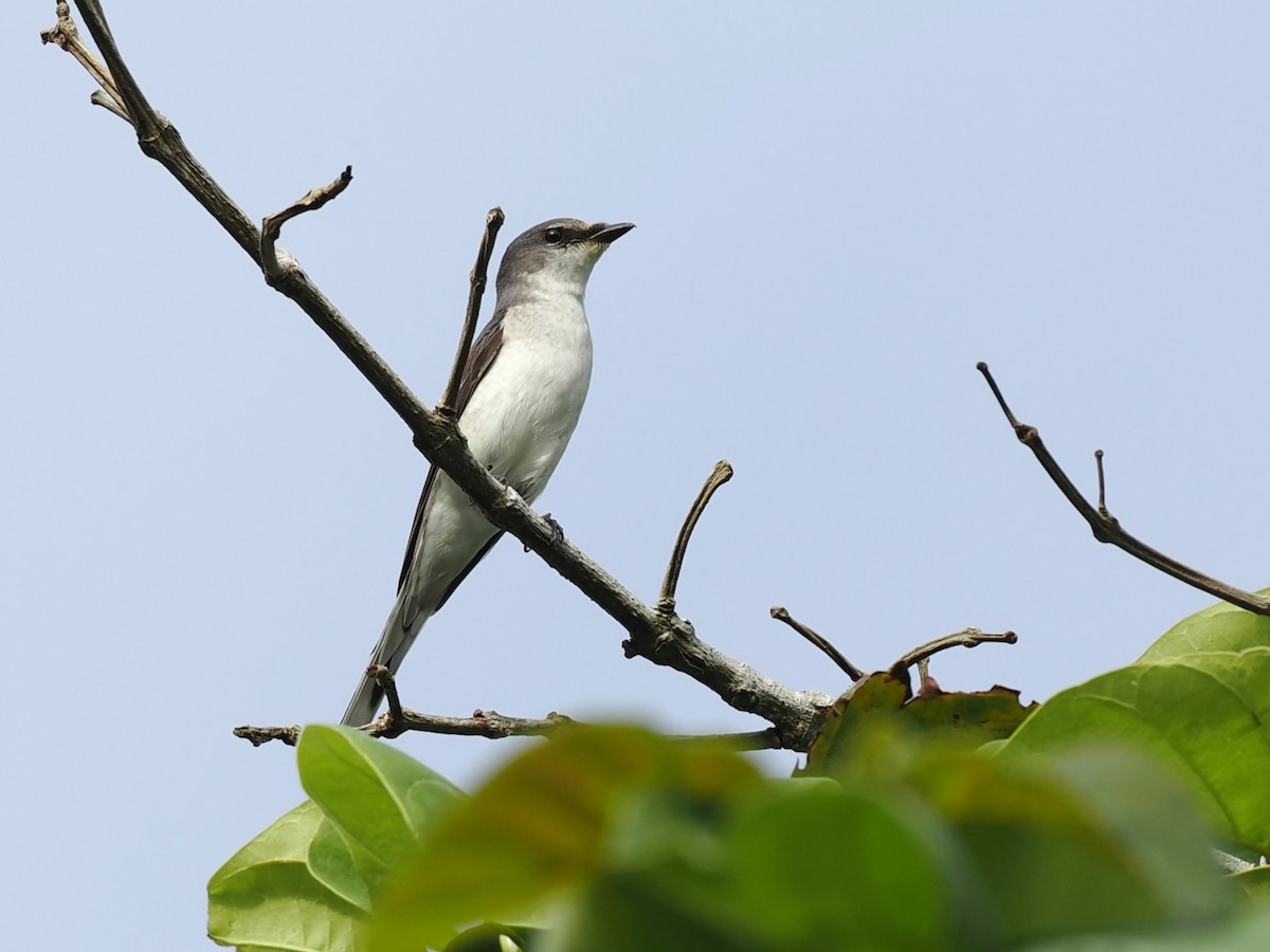 Graumennigvogel - ML646100397