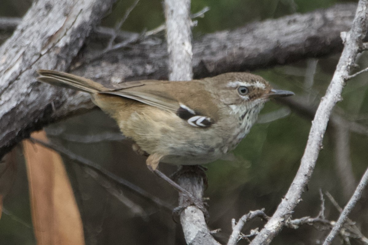 Spotted Scrubwren - ML646100398