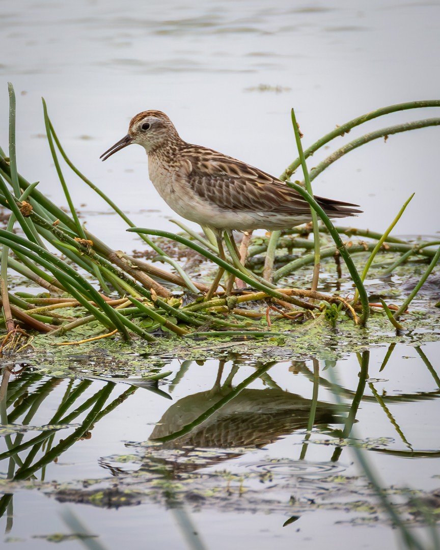 Sharp-tailed Sandpiper - ML646100400