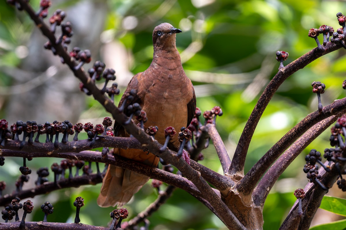 Maronentaube - ML646100416