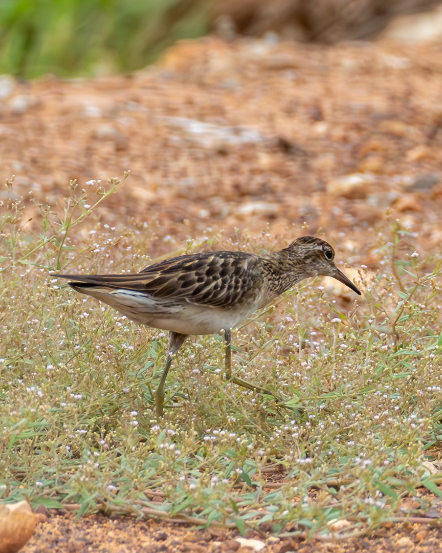Sharp-tailed Sandpiper - ML646100419