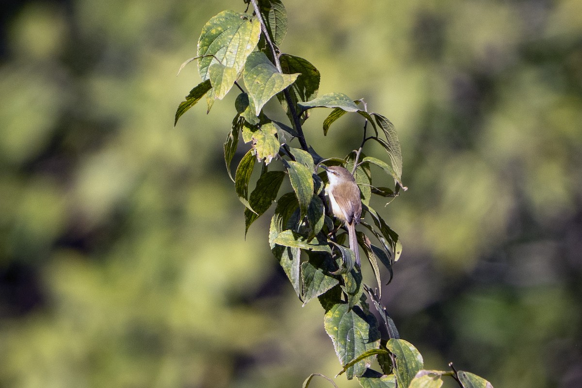Gray-breasted Prinia - ML646100433