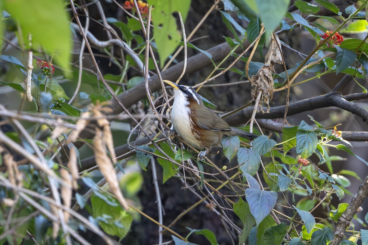 White-browed Scimitar-Babbler - ML646100435