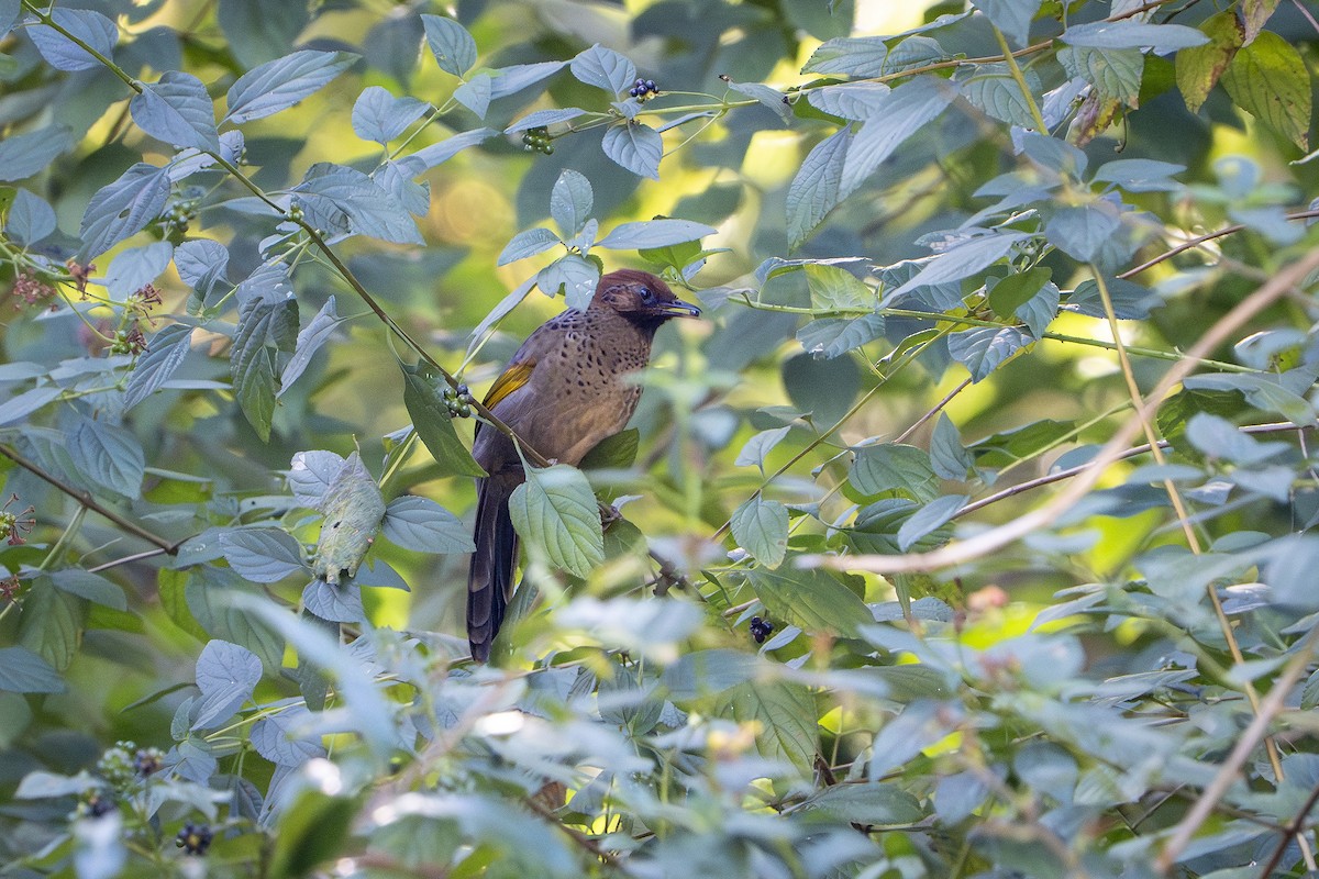 Chestnut-crowned Laughingthrush - ML646100436