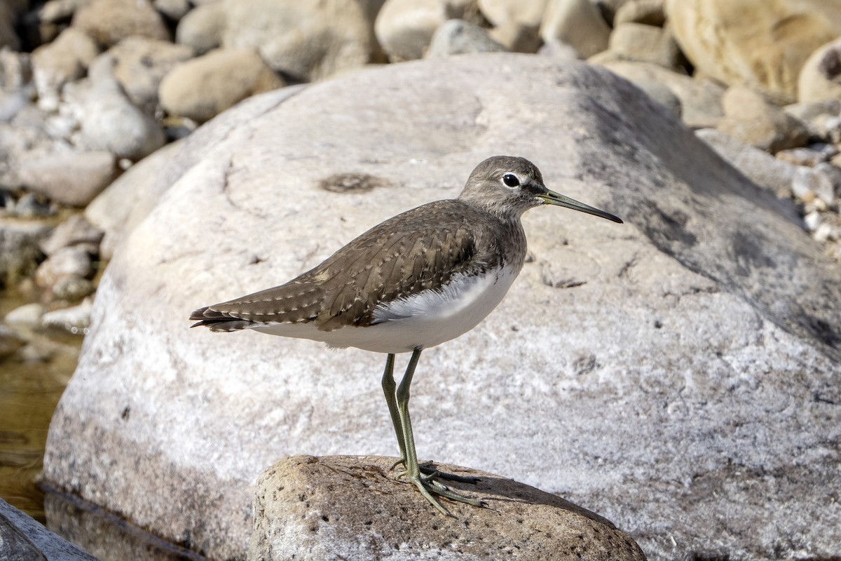 Green Sandpiper - ML646100438