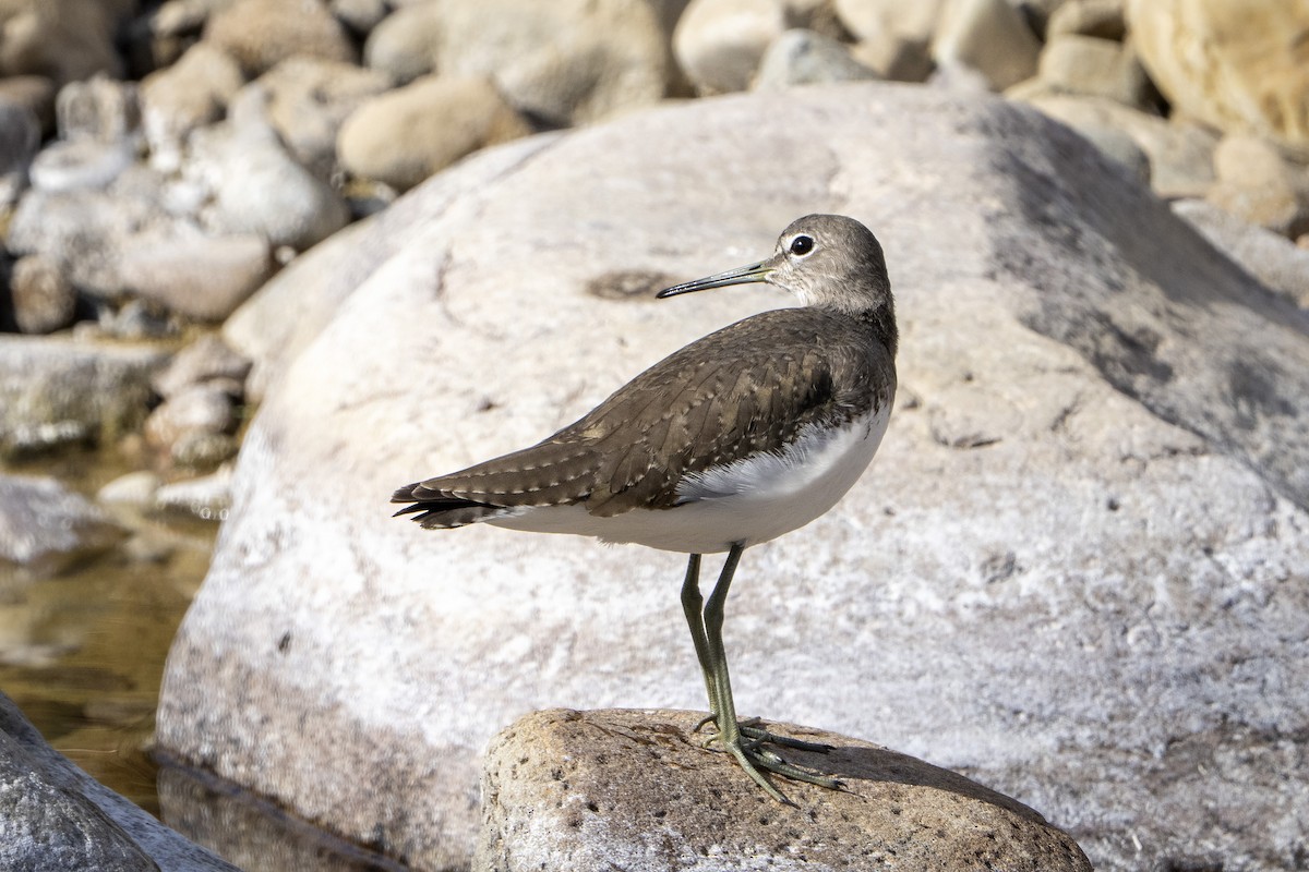Green Sandpiper - ML646100439
