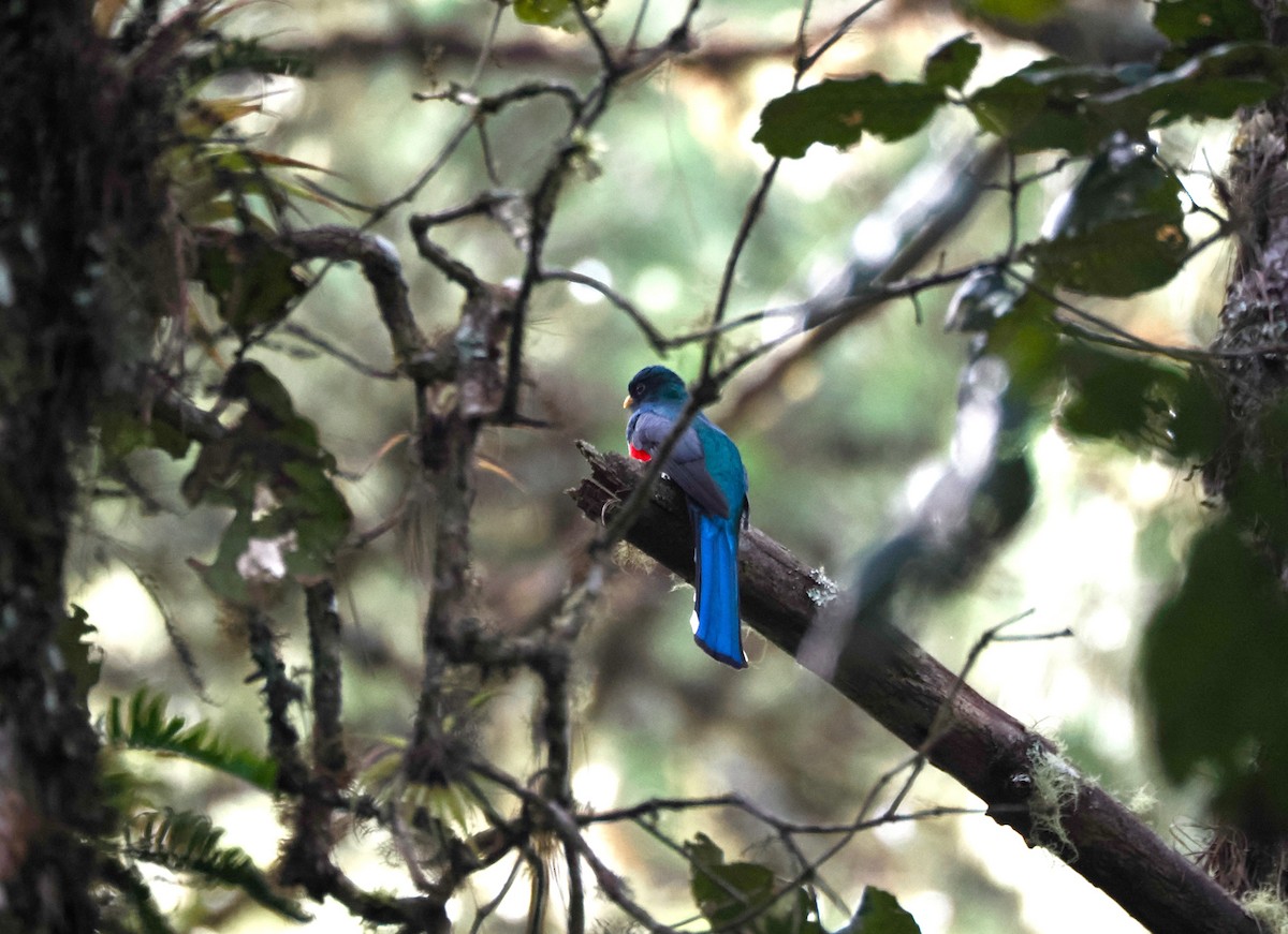 Mountain Trogon - ML646100440