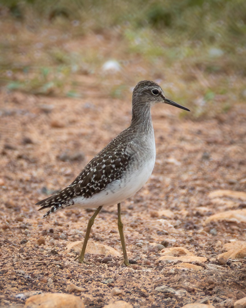 Wood Sandpiper - ML646100442