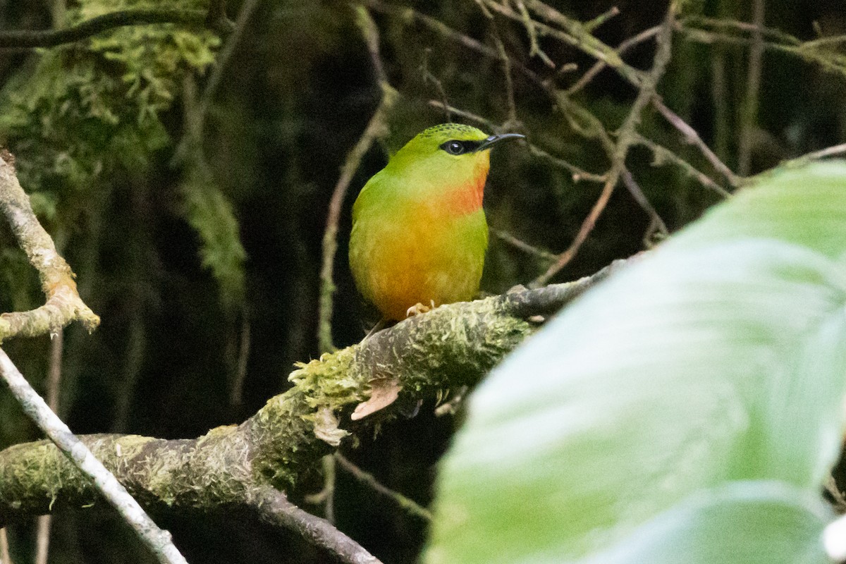 Fire-tailed Myzornis - ML646100449