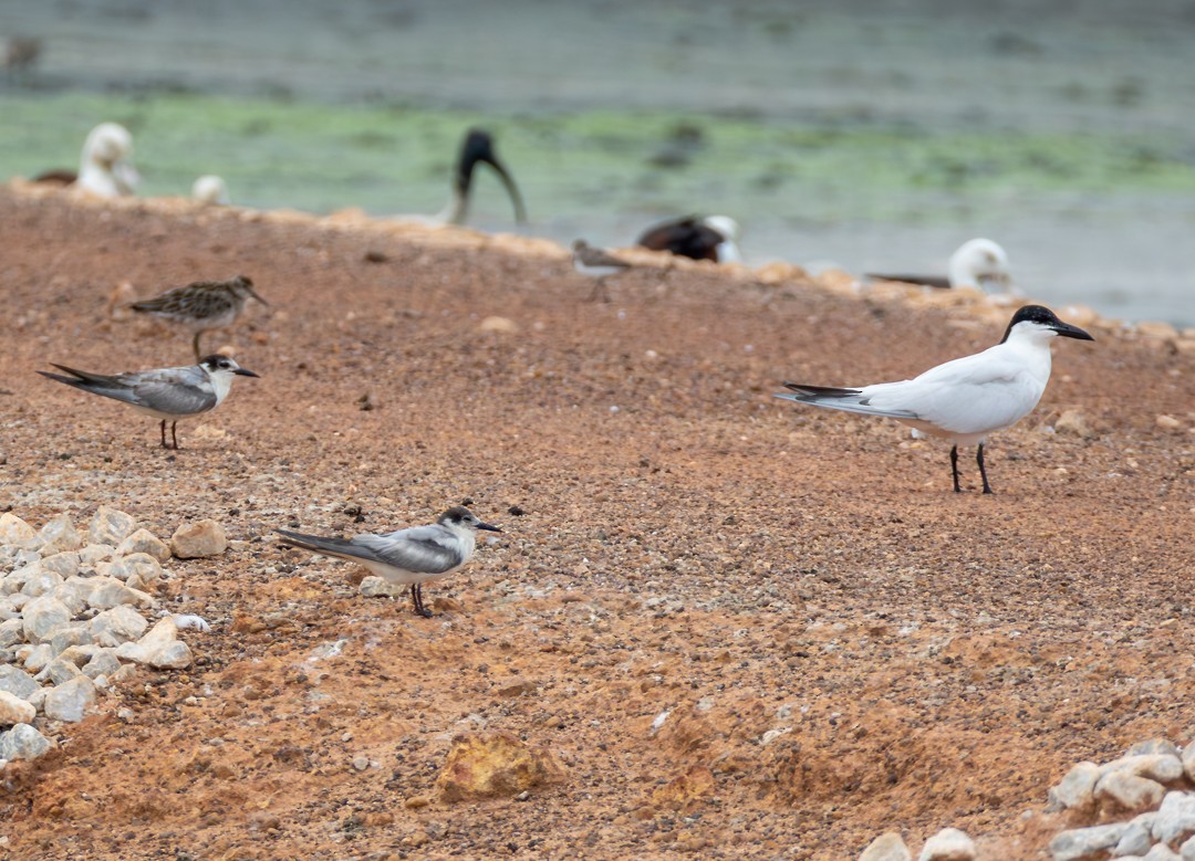 Whiskered Tern - ML646100450