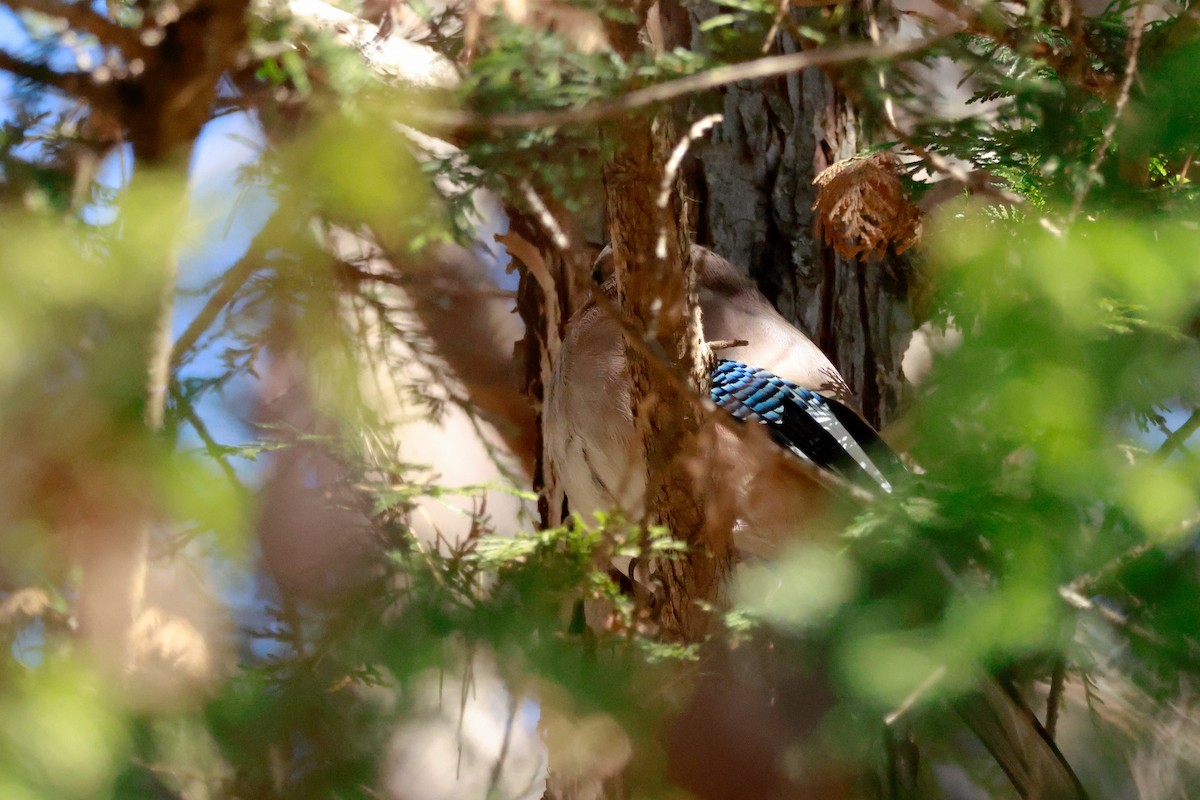 Eurasian Jay - ML646100452