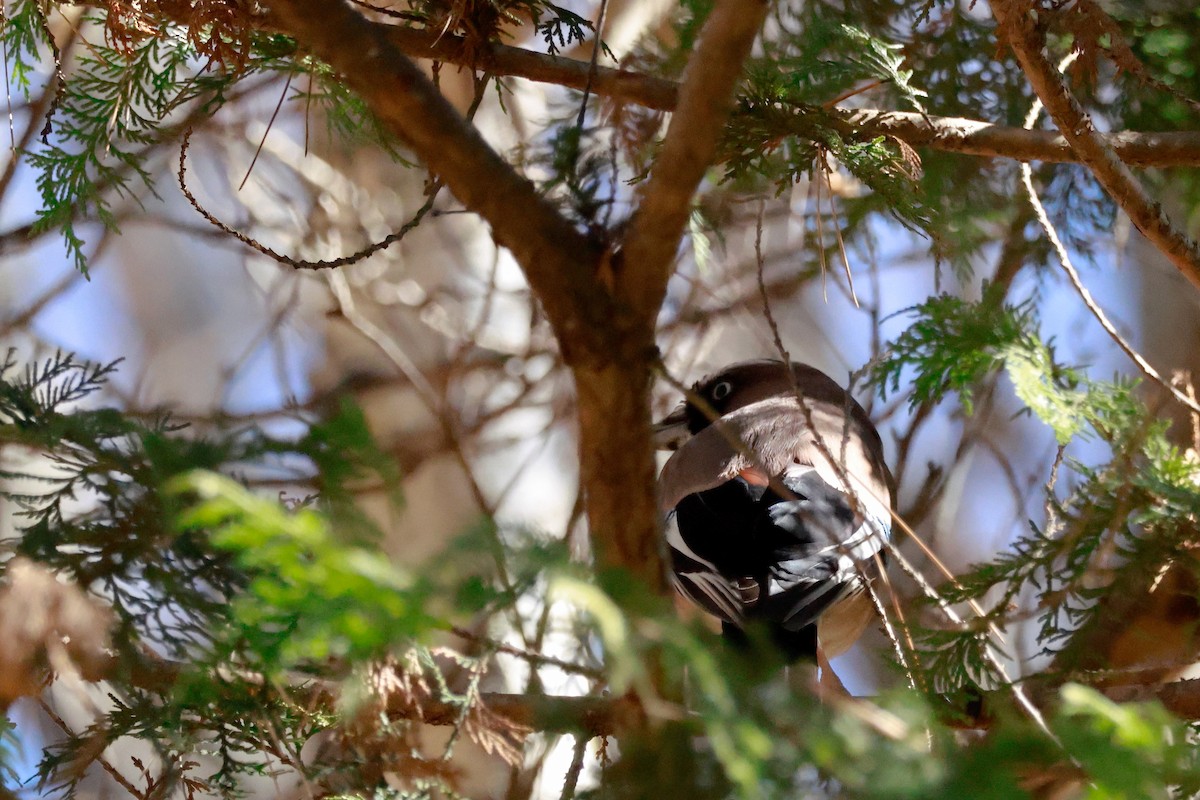 Eurasian Jay - ML646100453