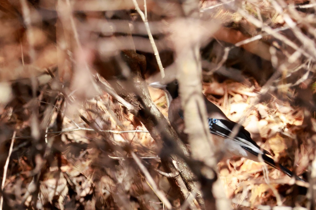 Eurasian Jay - ML646100454