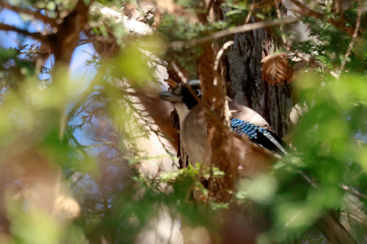 Eurasian Jay - ML646100455