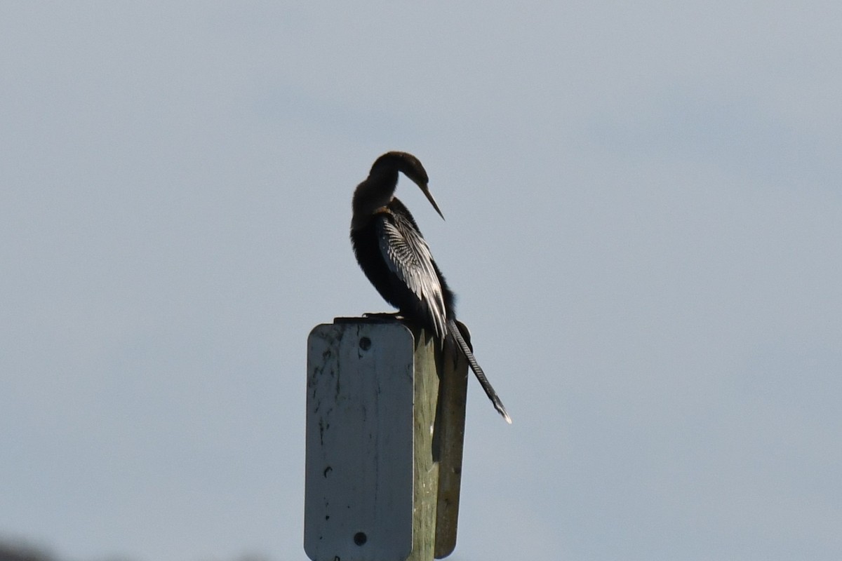 Anhinga - ML646100456