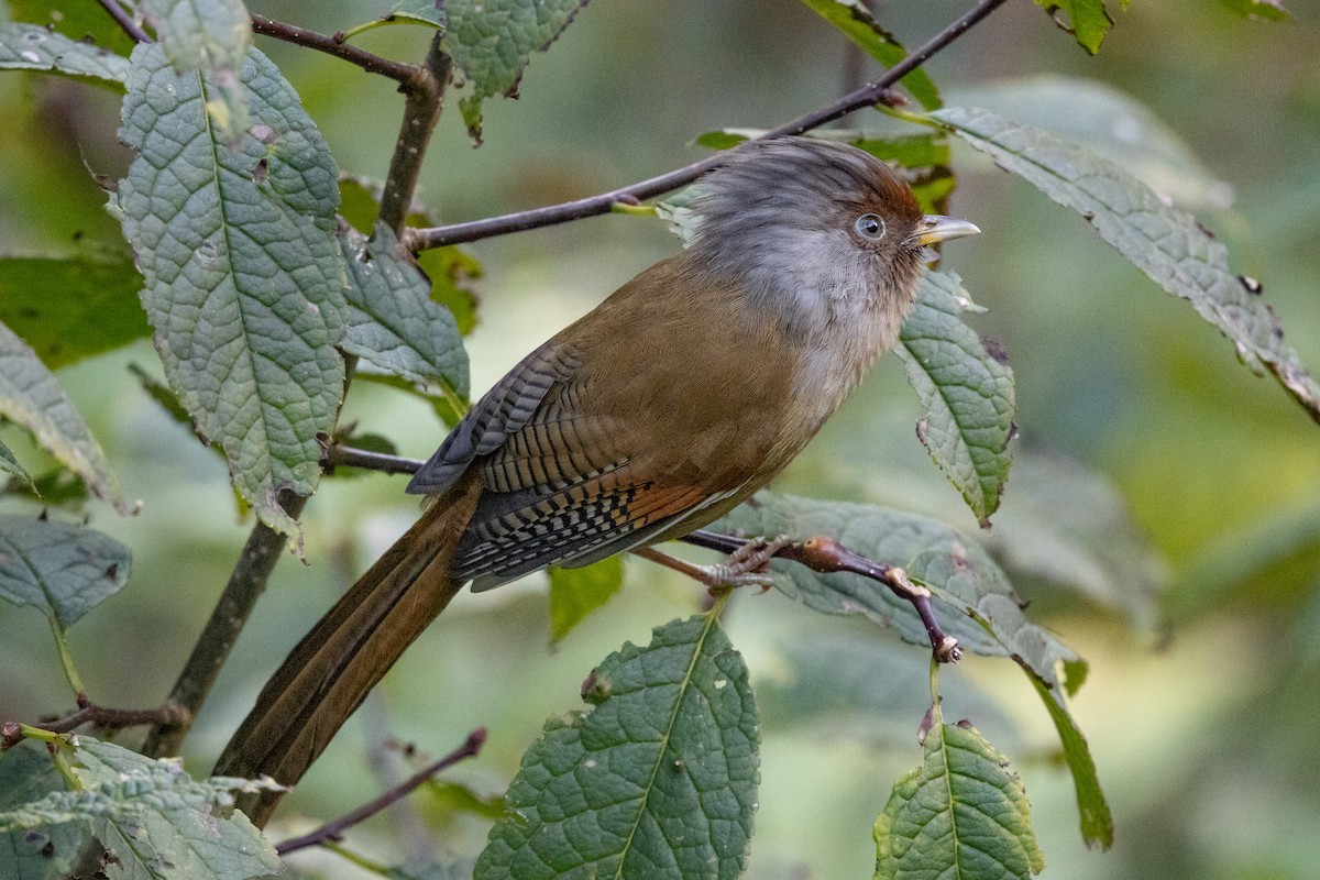 Rusty-fronted Barwing - ML646100457
