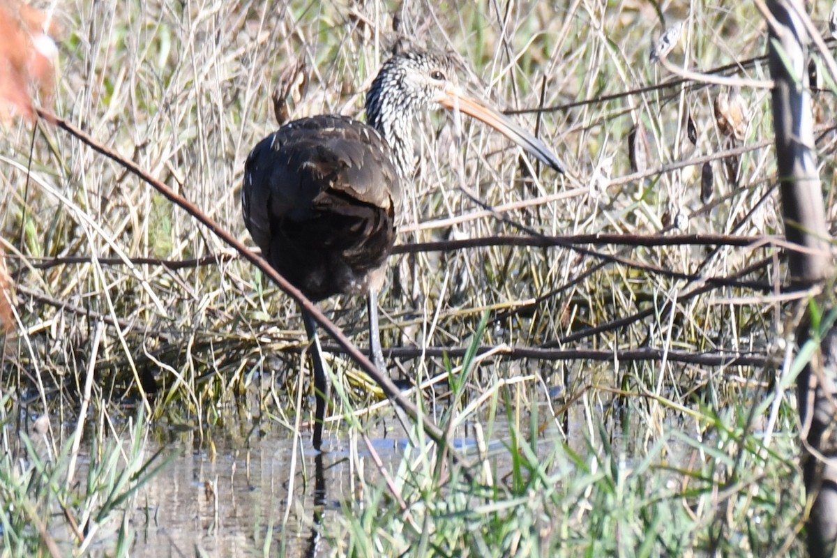 Limpkin - ML646100458