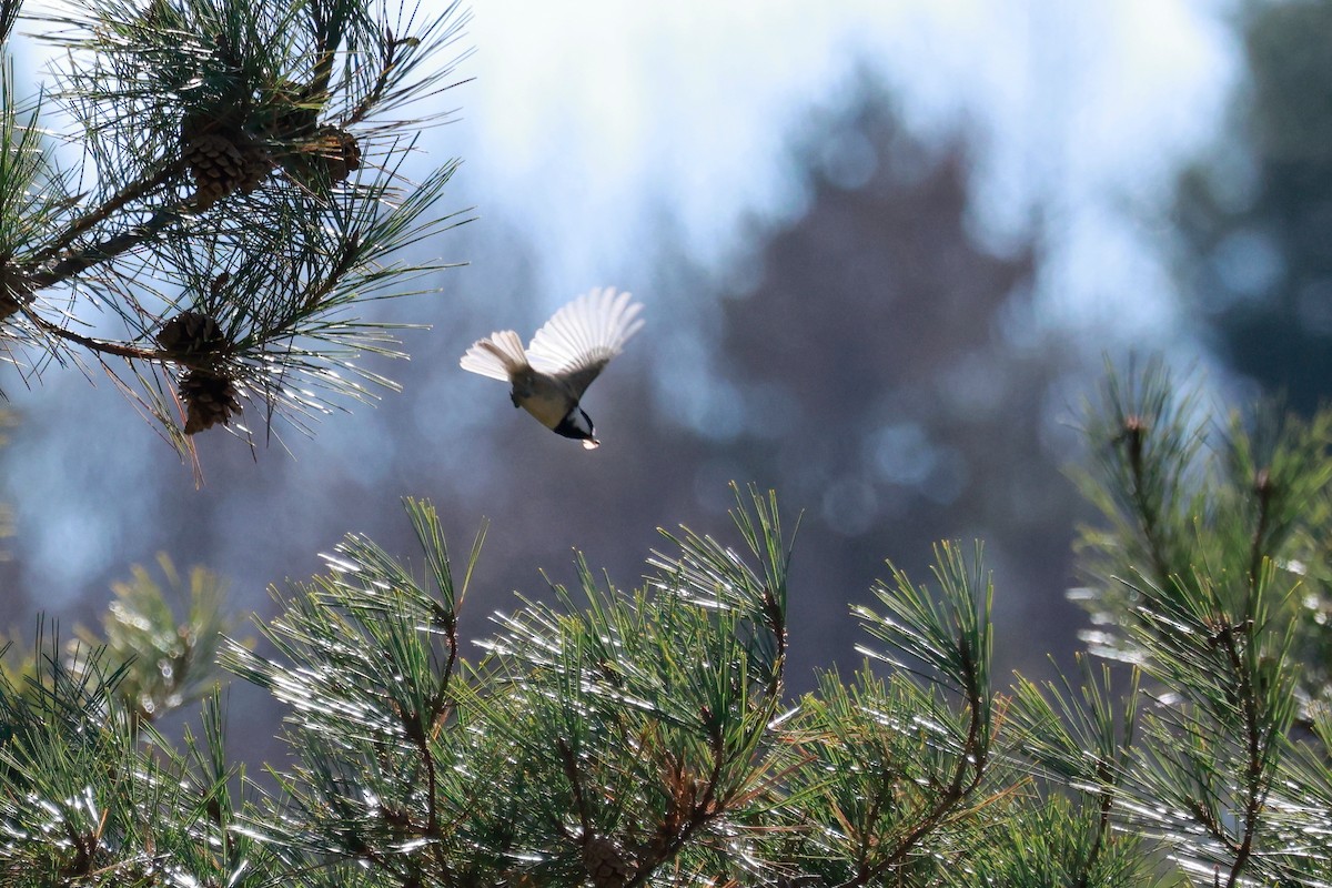 Coal Tit - ML646100459
