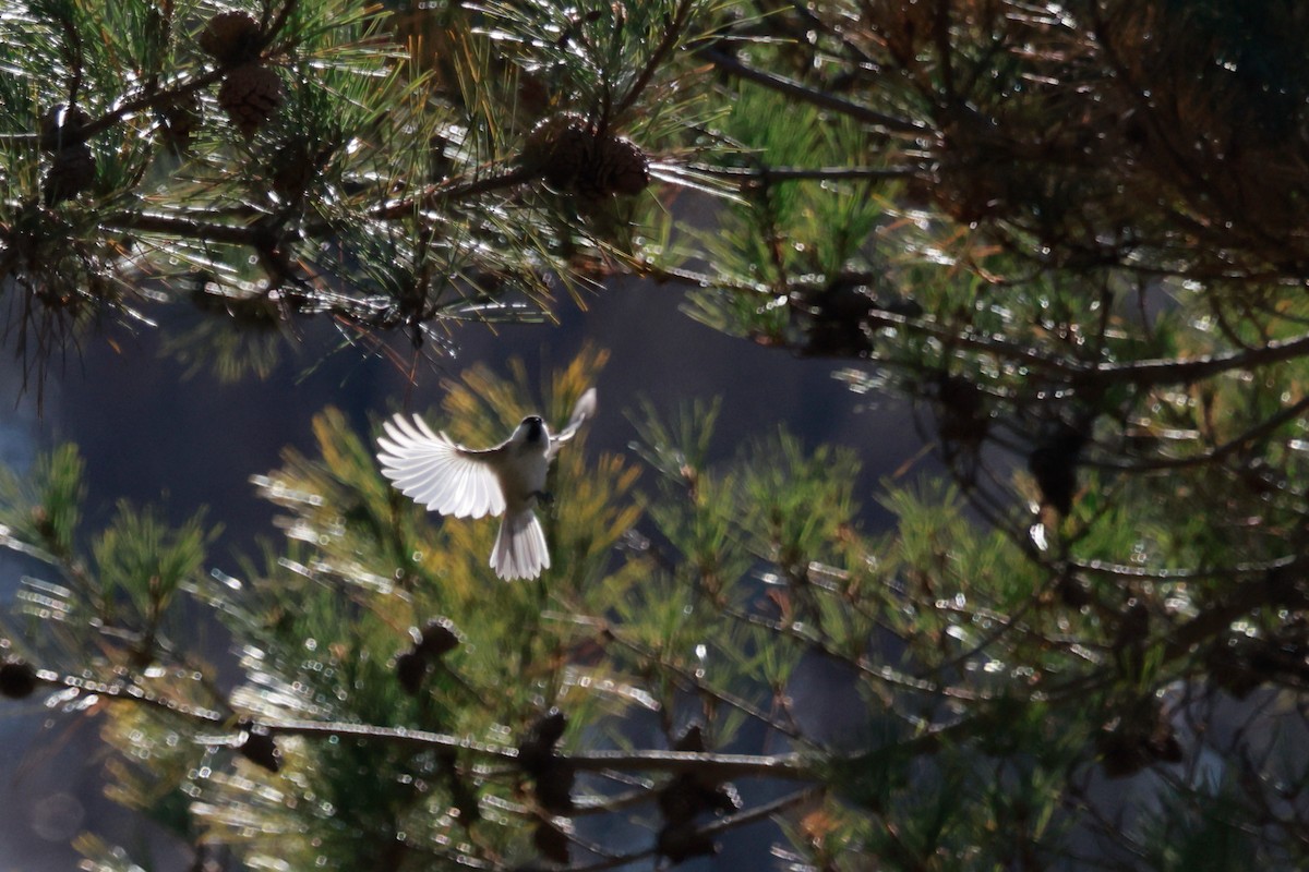 Coal Tit - ML646100462