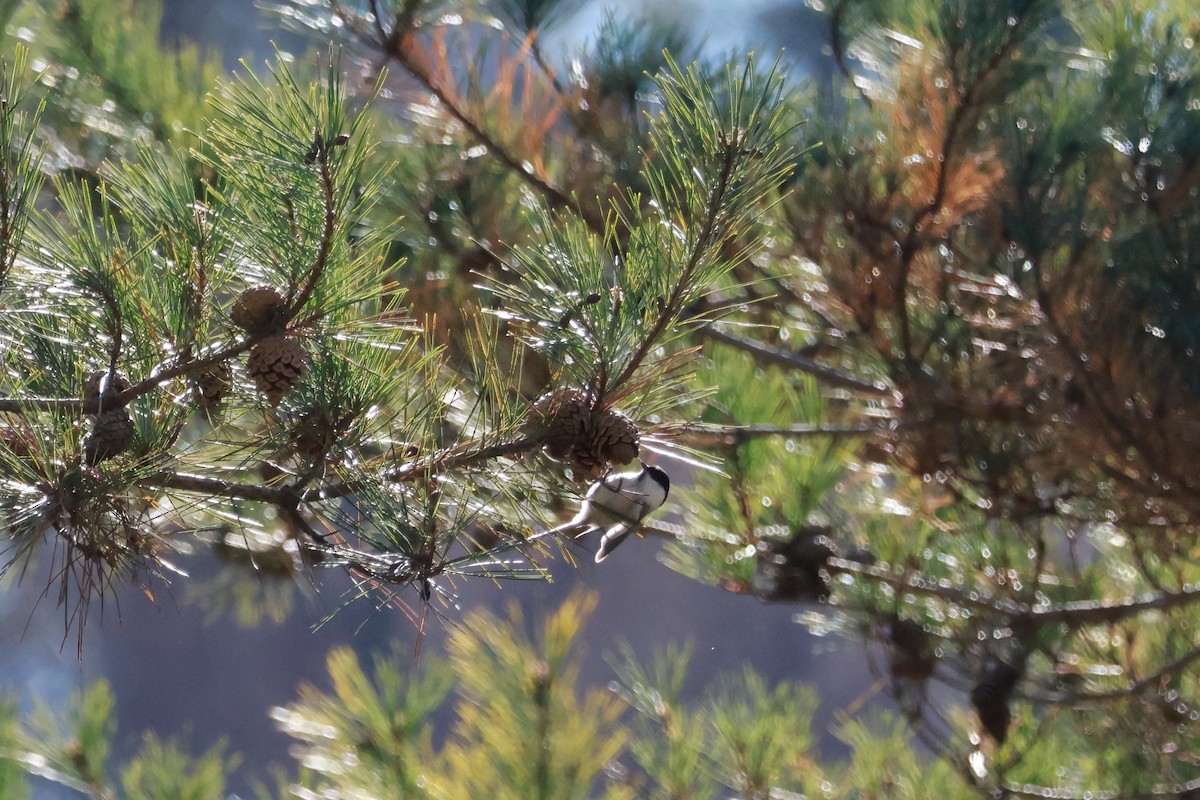 Willow Tit - ML646100463