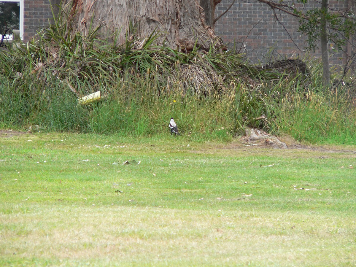 Australian Magpie (Tasmanian) - ML646100464