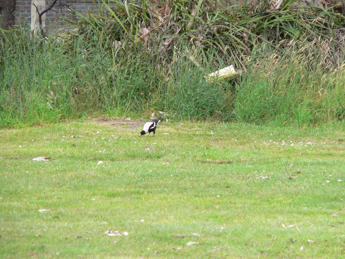 Australian Magpie (Tasmanian) - ML646100465