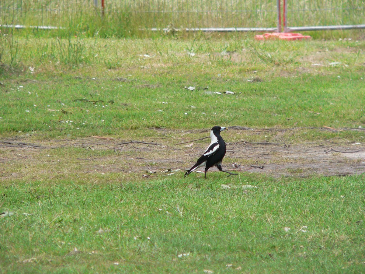 Australian Magpie (Tasmanian) - ML646100466