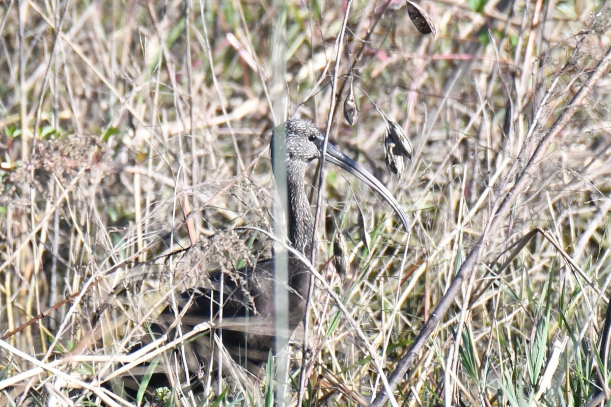 Glossy Ibis - ML646100468