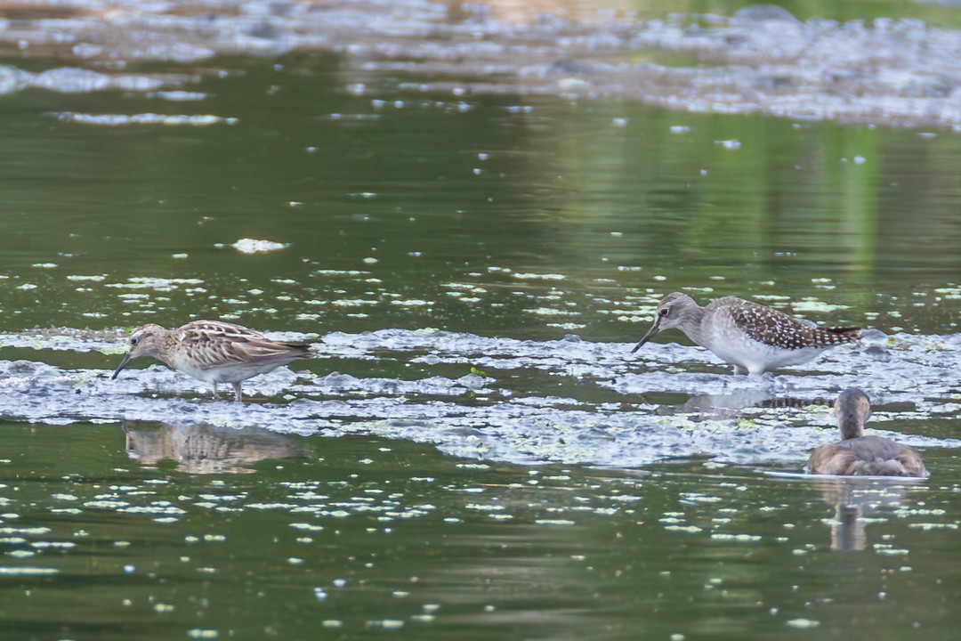 Wood Sandpiper - ML646100469