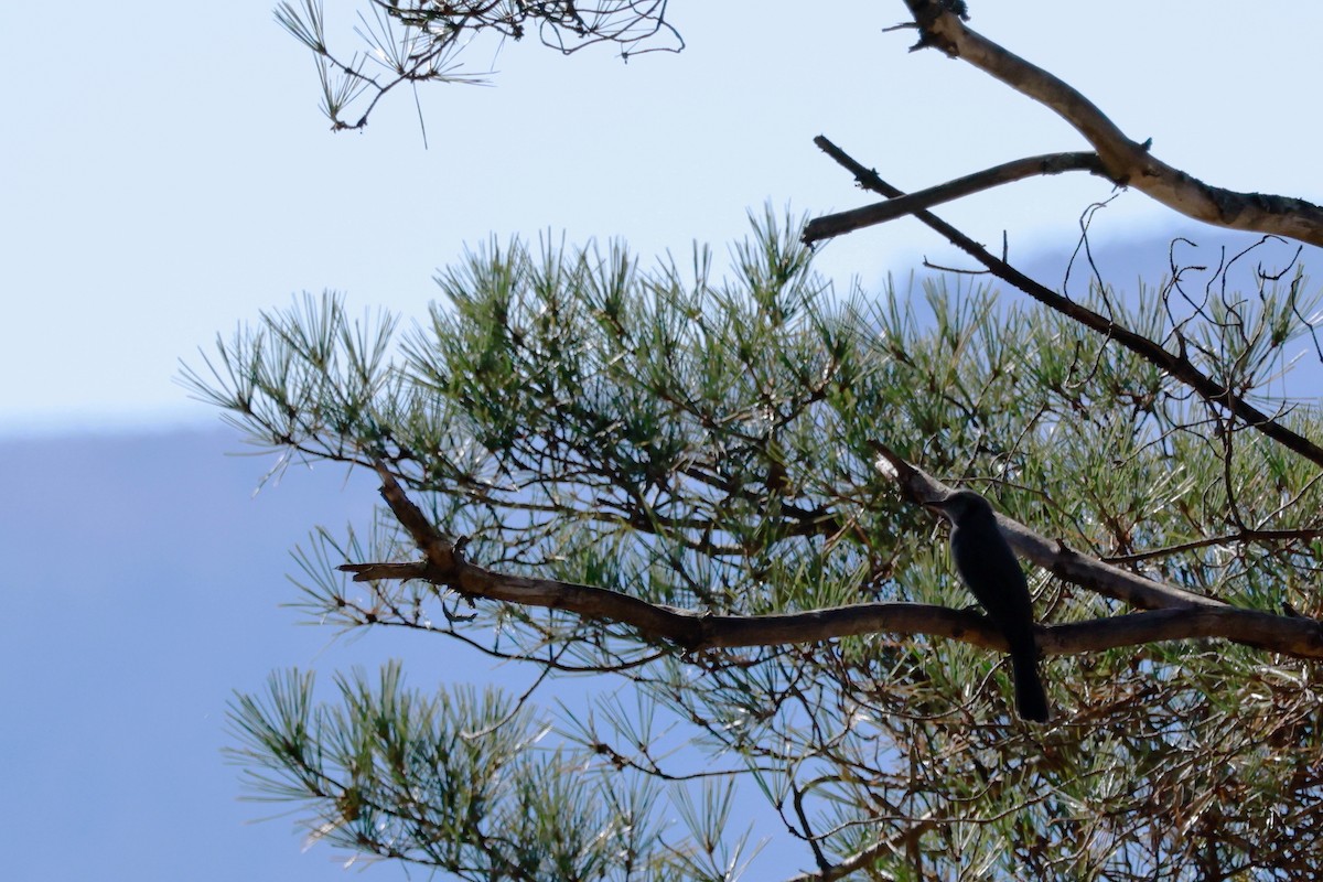 Brown-eared Bulbul - ML646100471