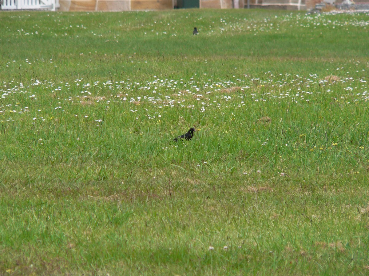 Eurasian Blackbird - ML646100472