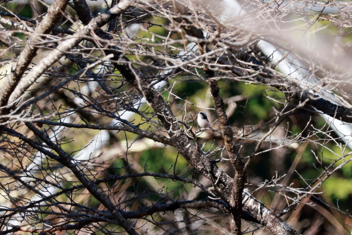 Long-tailed Tit - ML646100473