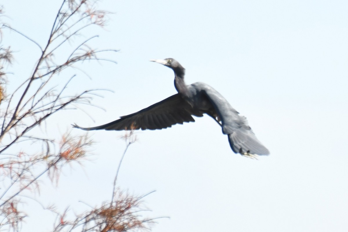 Little Blue Heron - ML646100474