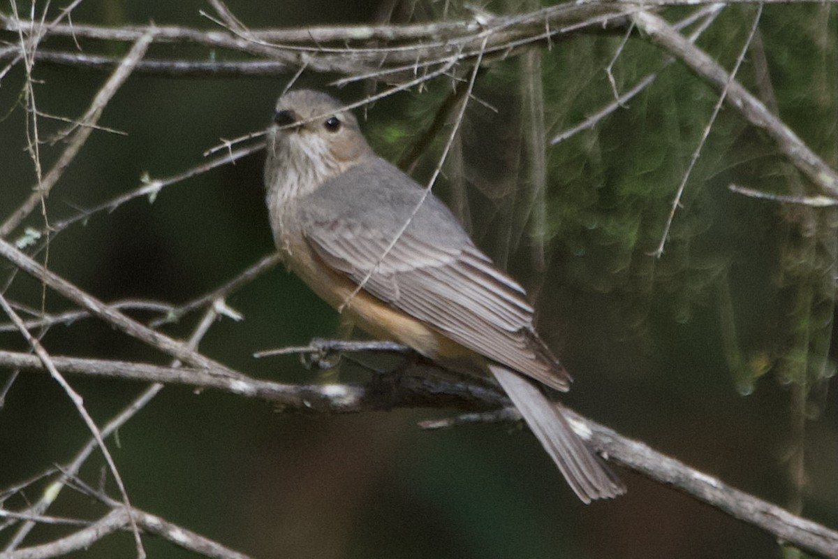 Rufous Whistler - ML646100475