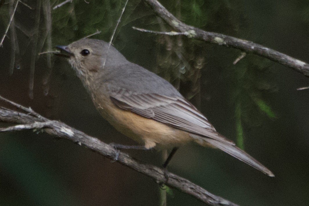 Rufous Whistler - ML646100476