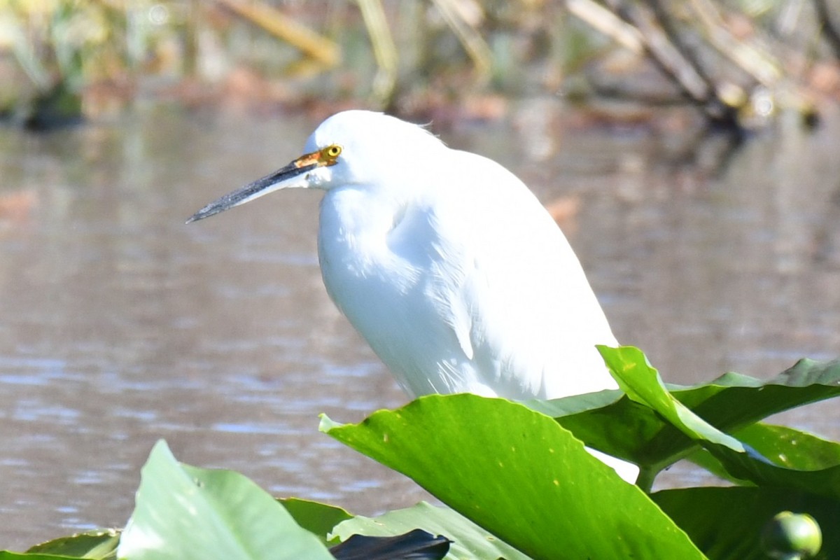 Snowy Egret - ML646100477