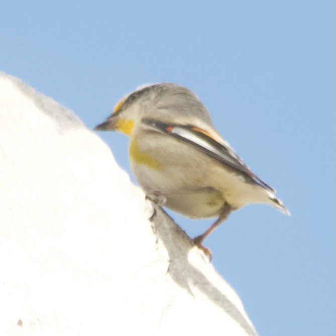 Striated Pardalote - ML646100478