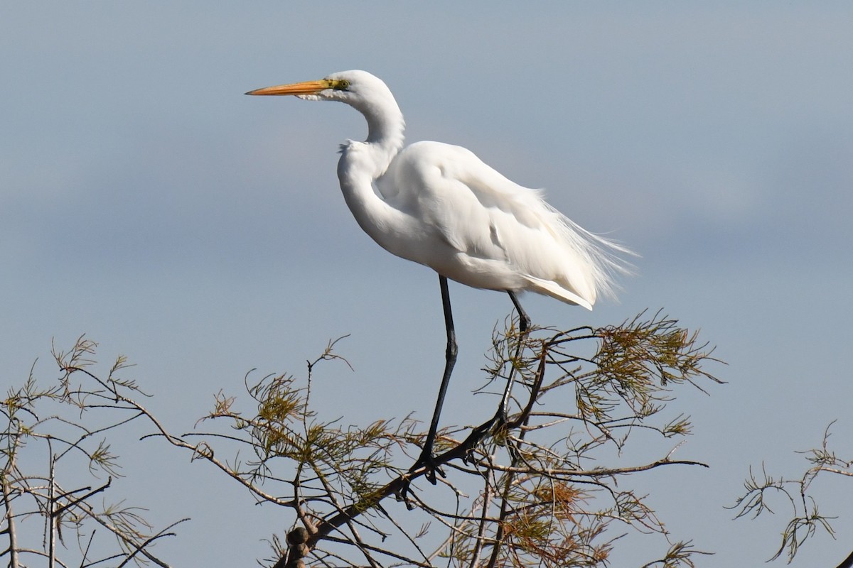 Great Egret - ML646100479