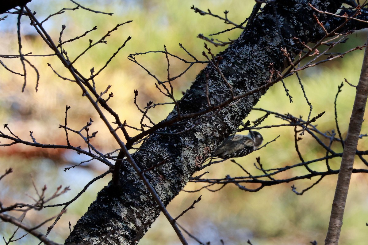 Asian Tit - ML646100480