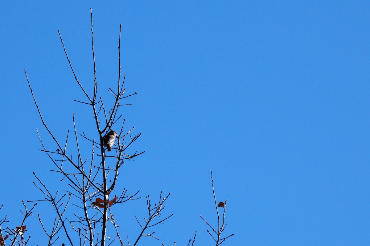 Asian Tit - ML646100481
