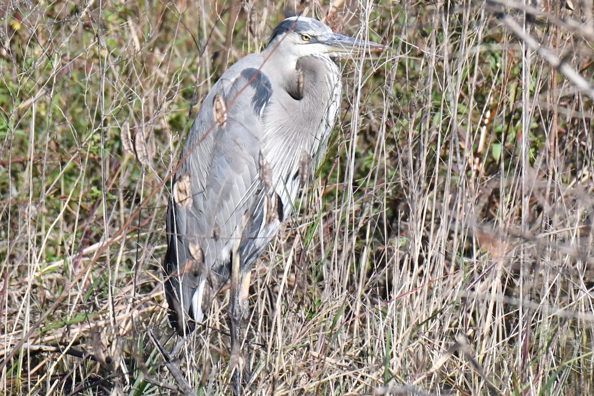 Great Blue Heron - ML646100482